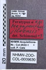 Etikett zu Priopus bakeri (Platia & Schimmel, 1996)